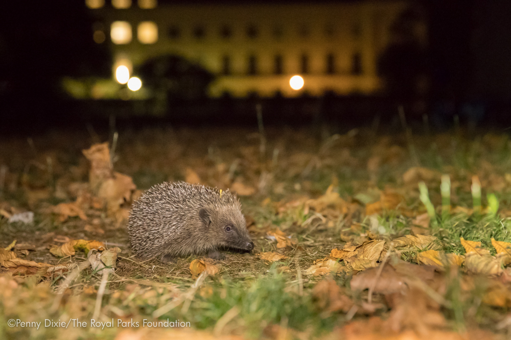A hedgehog in the Regent's Park. Credit: Penny Dixie